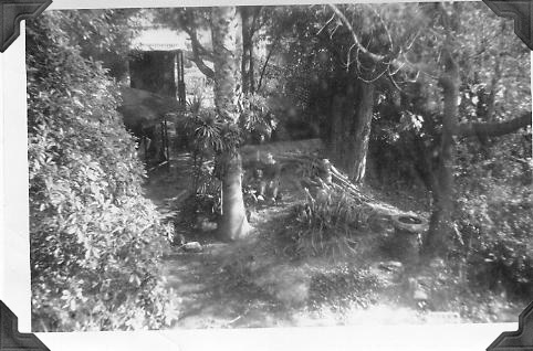 1964-backyardfromsunporch1.jpg (56587 bytes)