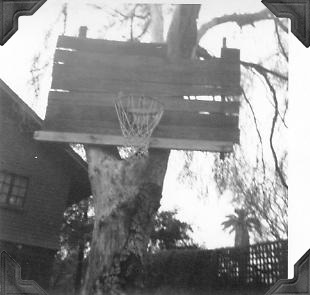 1964-basketballoaktree1a.jpg (26916 bytes)